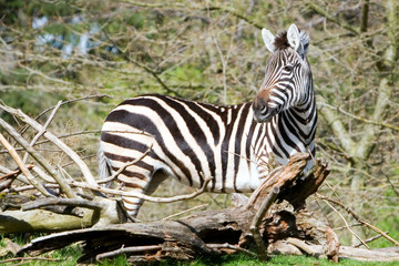 zebra