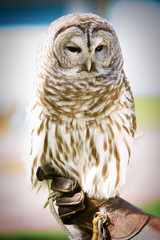 owl