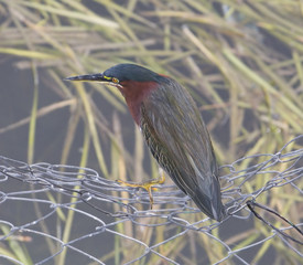 bird at the metallic fence