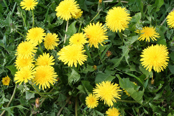blooming dandelions in the grass.