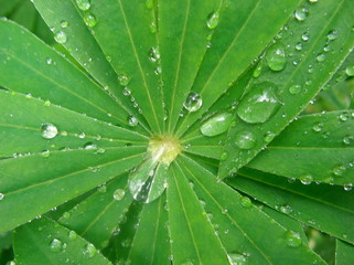 water drops on a leaf