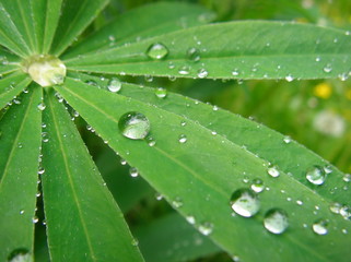 dew on a leaf
