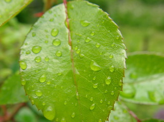 spring leaf dew