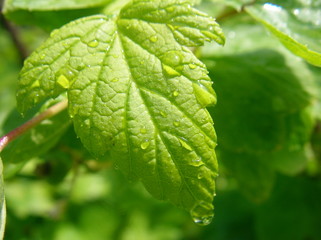 black-currant leaves