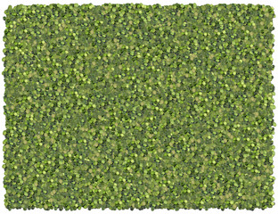 split peas background