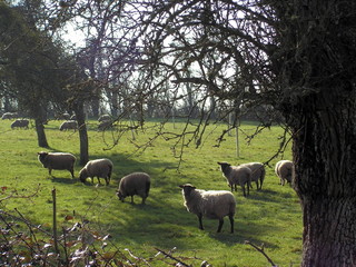 moutons au pré
