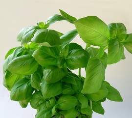 green sweet basil