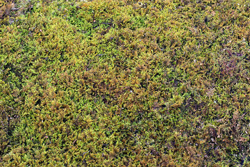 forest moss