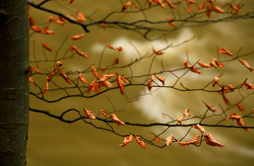 Fototapeta na wymiar jesiennych liści