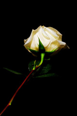white rose