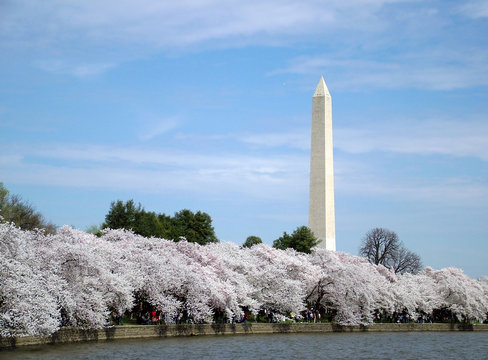 cherry blossoms in dc washington monument