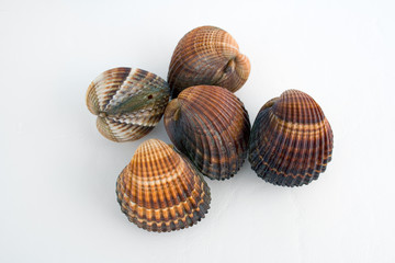 molluschi