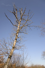 arbre mort