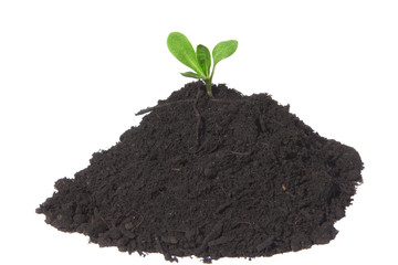 growth of an idea