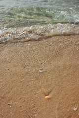 surf