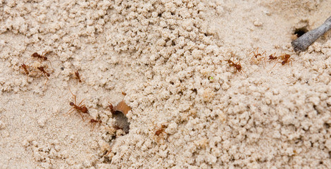 ant holes