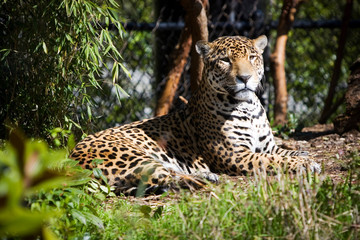 jaguar