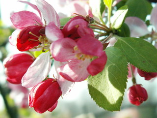 Naklejka premium fleur cerisier