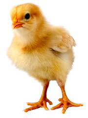 very young chicken chick with bright yellow and gold colored feathers isolated on a white background