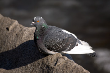 the pigeon on a stone