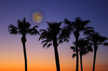 tropical palm tree sunset with full moon
