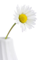 daisy in a vase