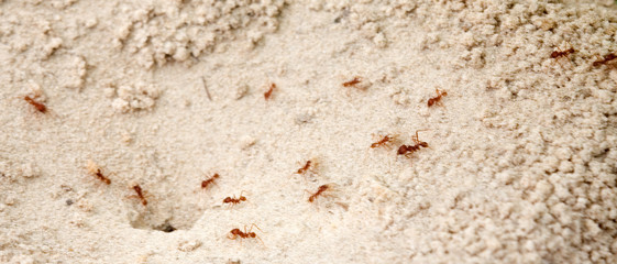 fire ants