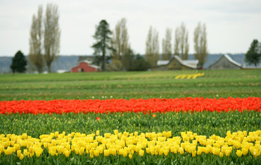 yellow and red tulips