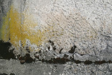 wall with moss