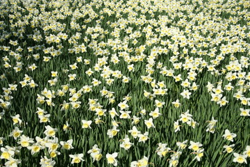 Fototapeta premium white daffodils in spring