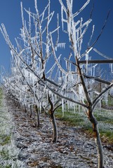 frost protection 2