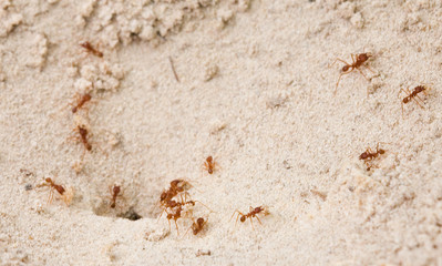 fire ants busy searching and working on a sandy area of the ground