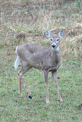 deer in the woods.