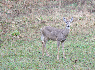 a deer stands in the woods.
