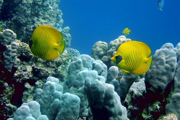 Naklejka na ściany i meble żółte ryby nad rafą