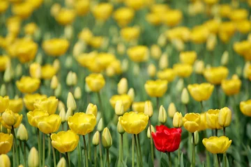 Keuken achterwand Tulp red tulip  © Oksana Perkins