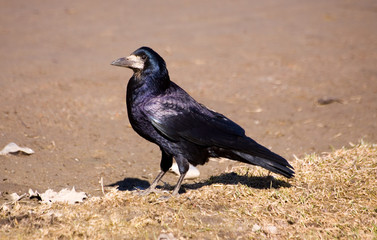 rook