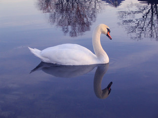 swan reflections