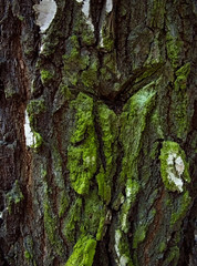 texture from a bark of a birch