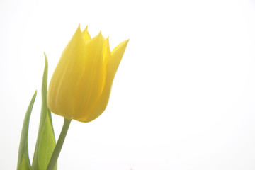 yellow tulip against white background