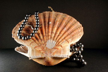 coquillage11