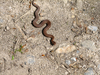 snake