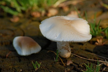 twin mushrooms