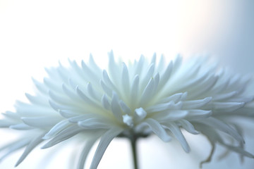 light-blue chrysanthemum