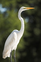 snowy egret