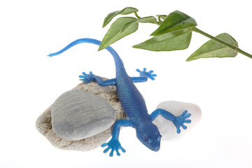blue lizard