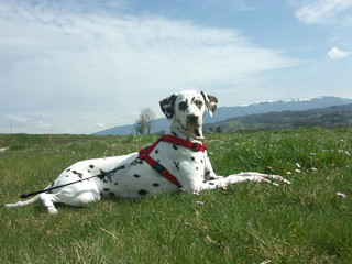 un chien dalmatien couché dans l'herbe à la campagne