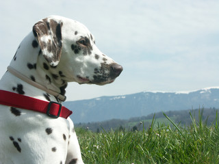 profil d'un dalmatien