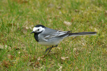 la mésange sur une patte