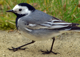 gros plan sur la mésange